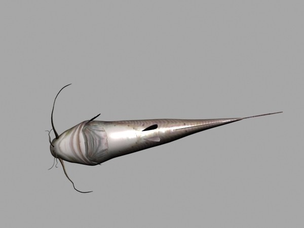 3d channel catfish - catfish by Sleepless Creations